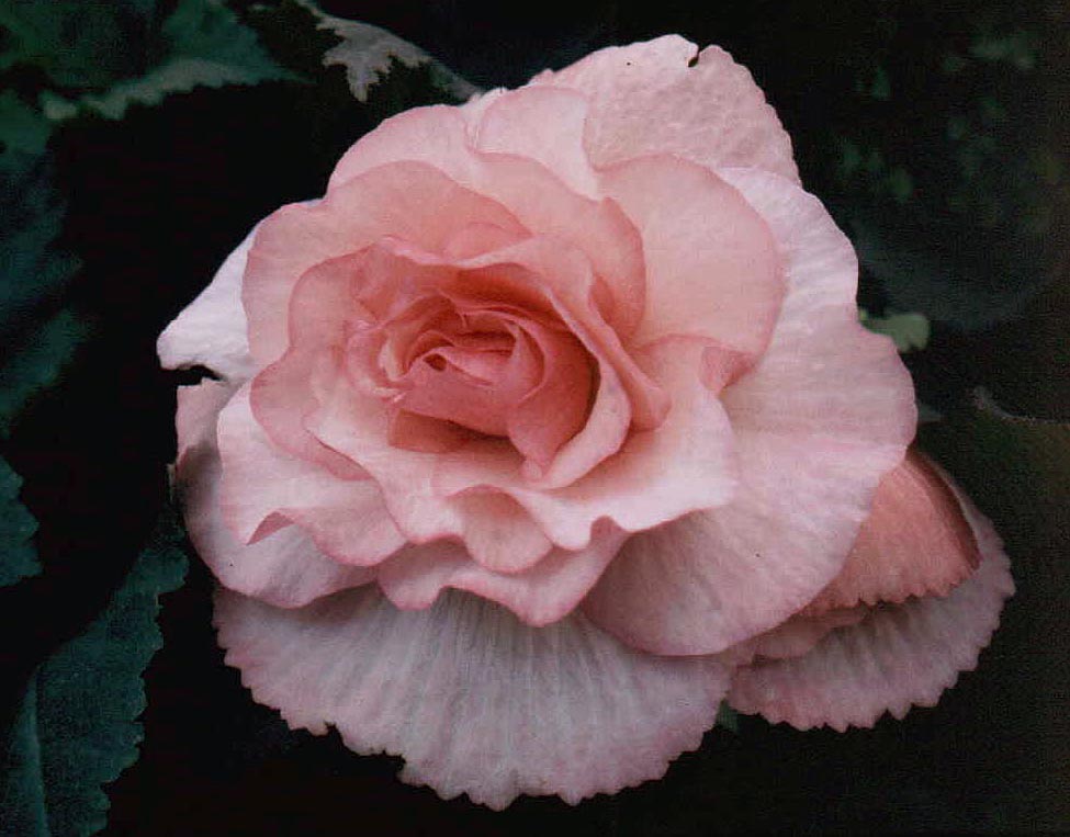 B. ‘Nectar’